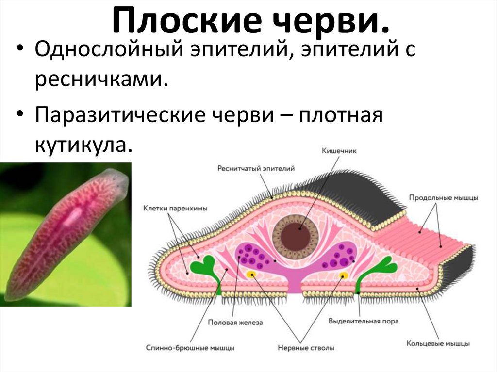 Плоские черви.
