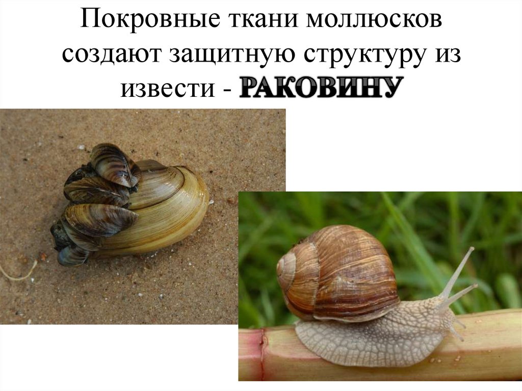 Покровные ткани моллюсков создают защитную структуру из извести - РАКОВИНУ