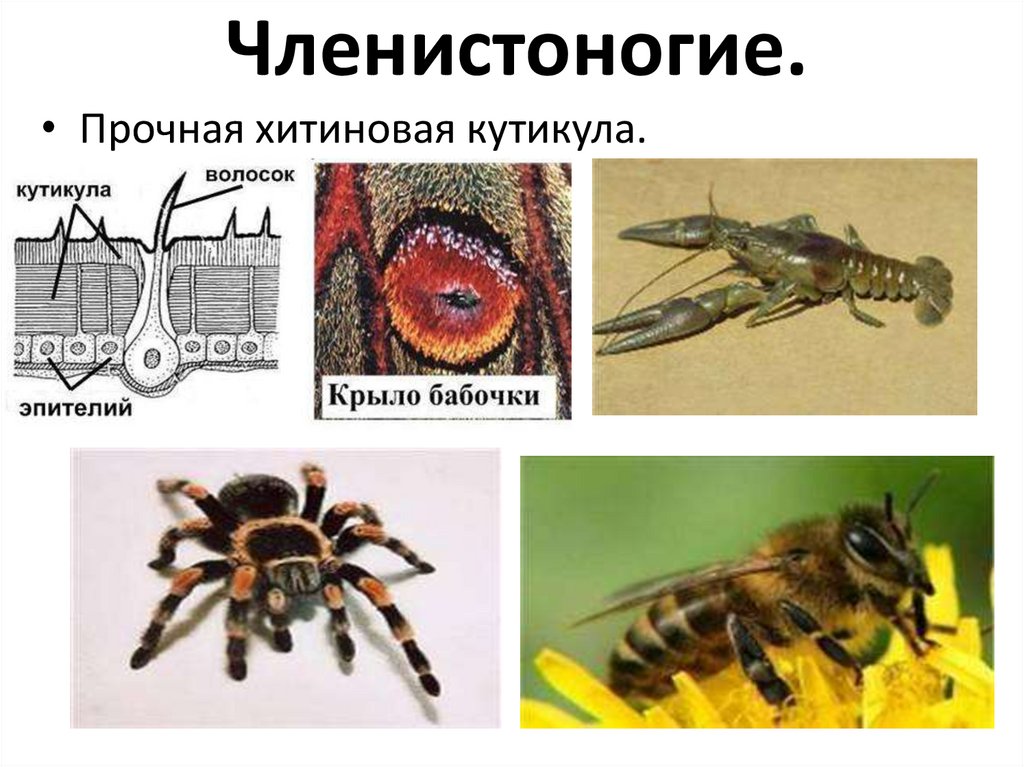 Членистоногие.
