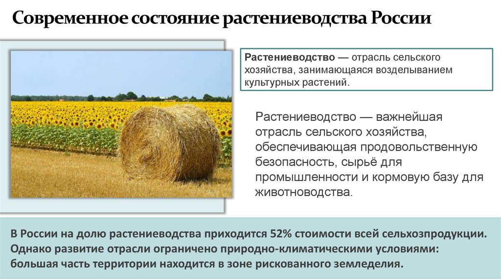 Современное состояние растениеводства России
