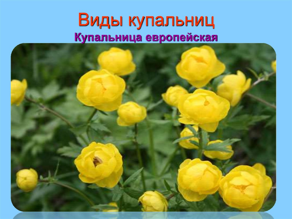 Виды купальниц Купальница европейская