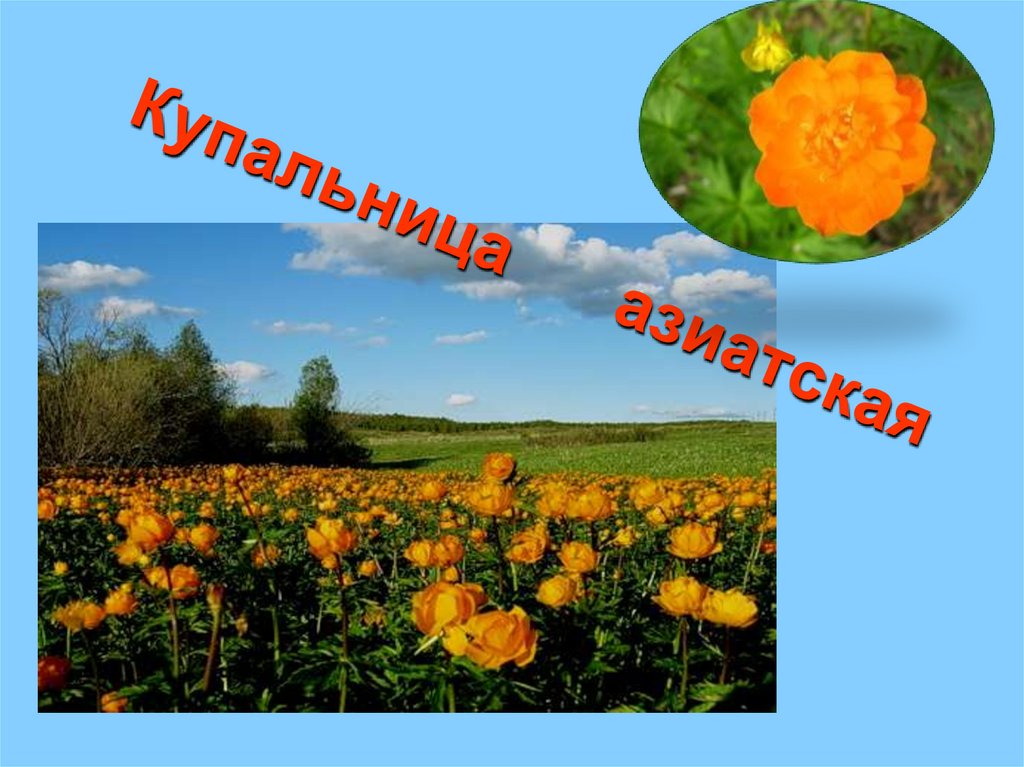 Купальница азиатская