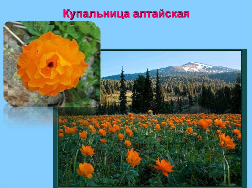 Купальница алтайская