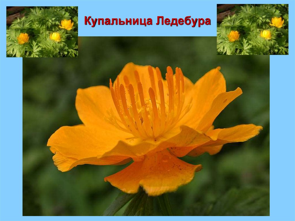 Купальница Ледебура