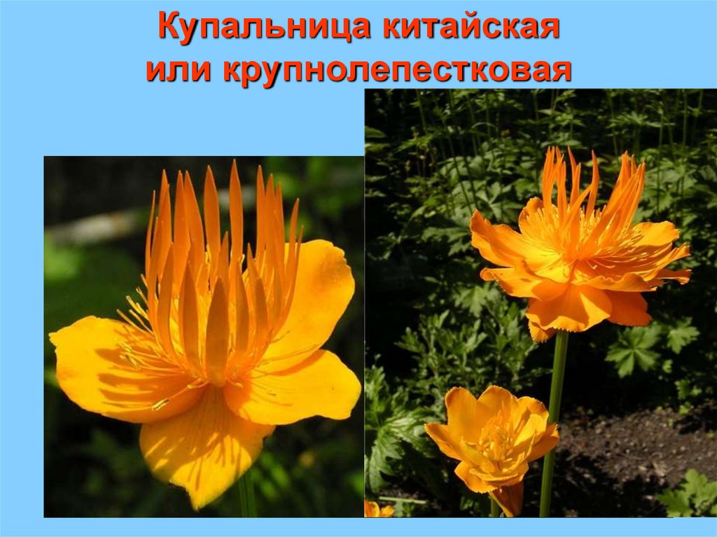 Купальница китайская или крупнолепестковая
