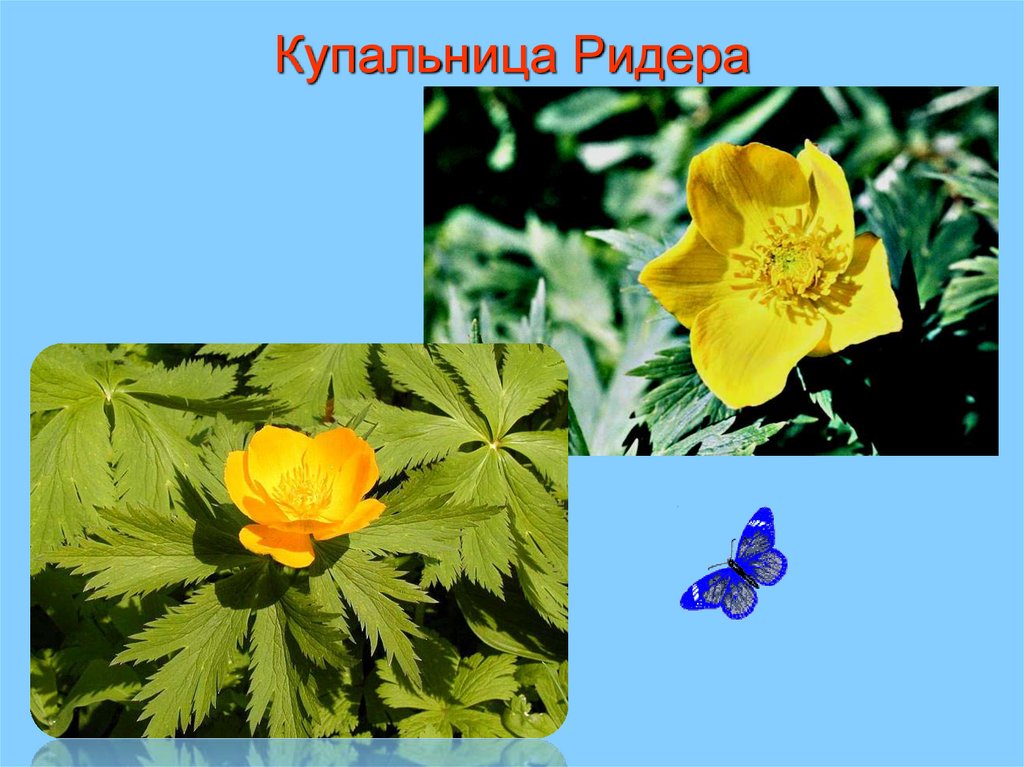 Купальница Ридера