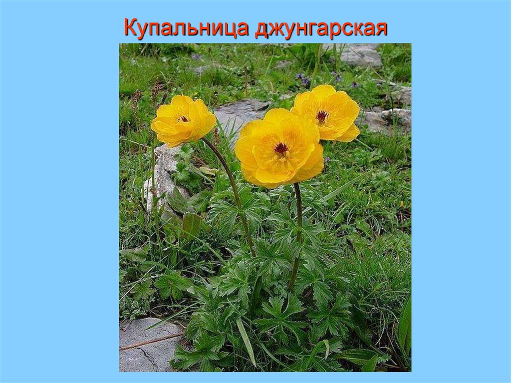 Купальница джунгарская