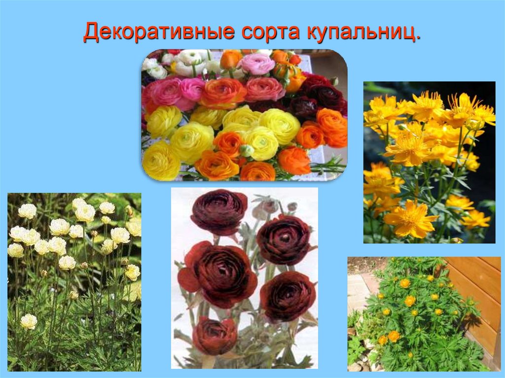 Декоративные сорта купальниц.