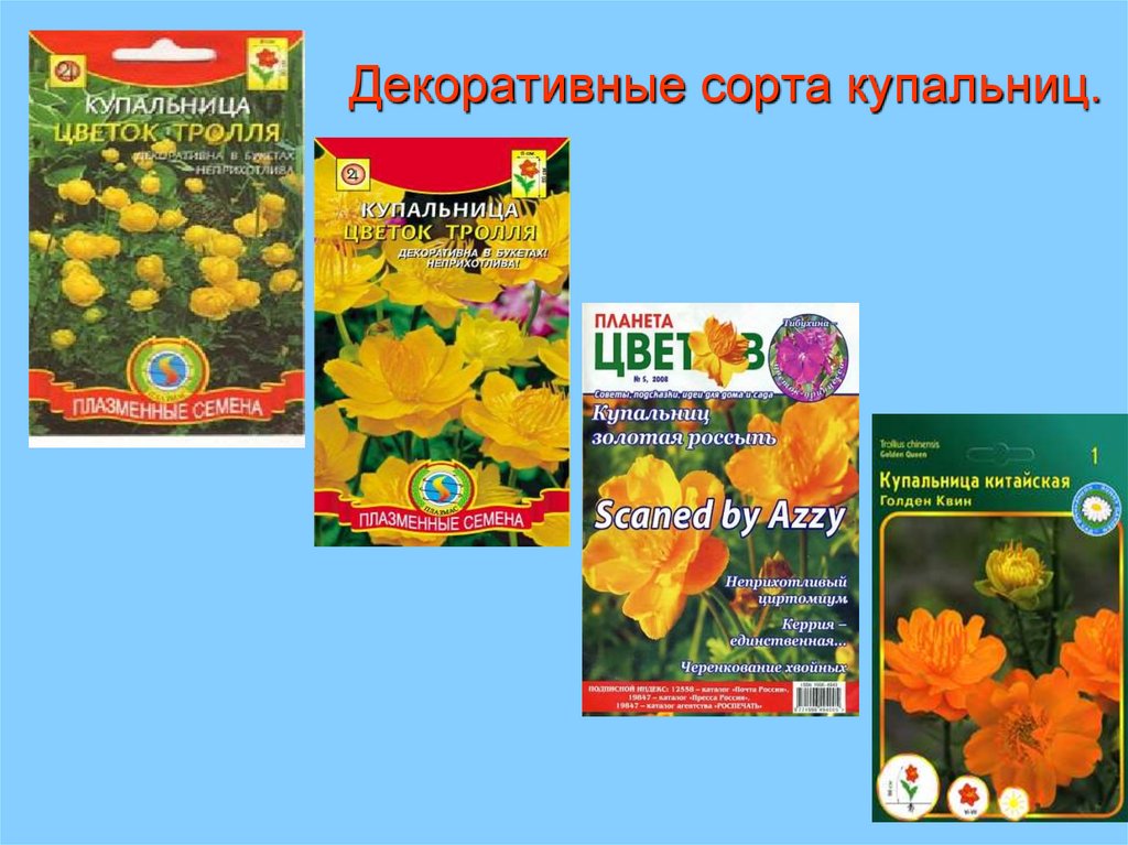Декоративные сорта купальниц.