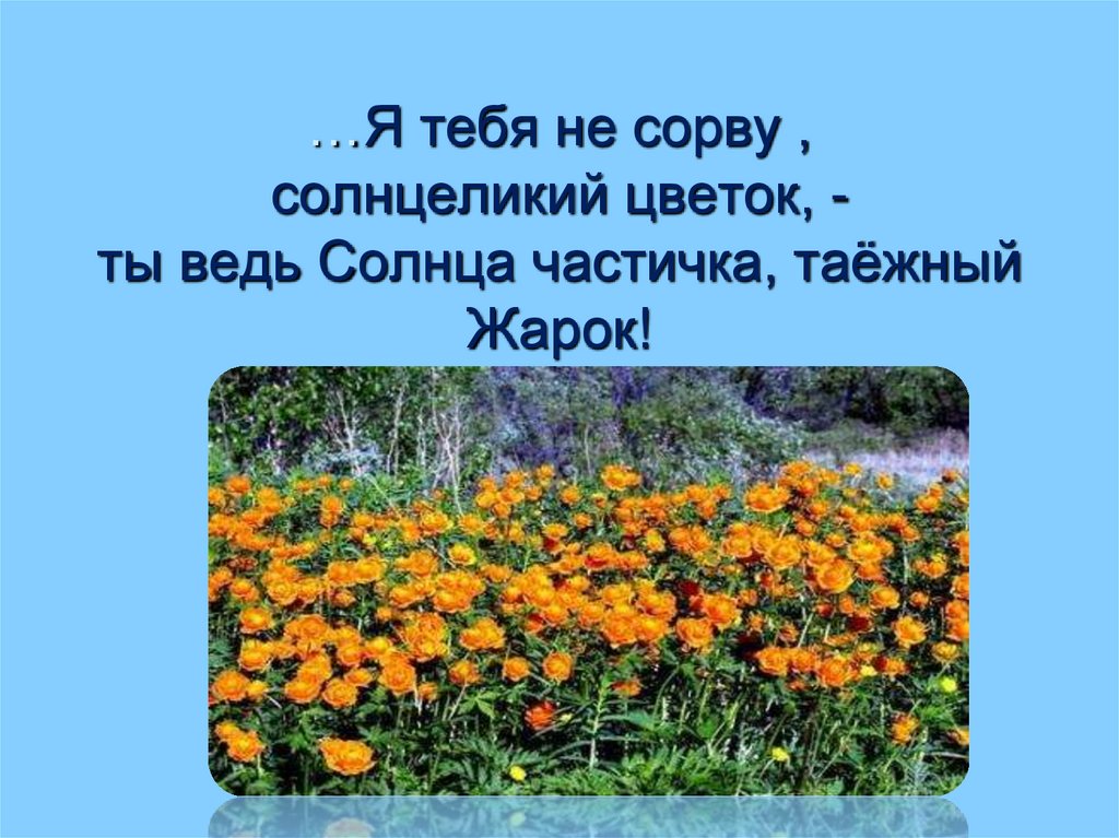 …Я тебя не сорву , солнцеликий цветок, - ты ведь Солнца частичка, таёжный Жарок!