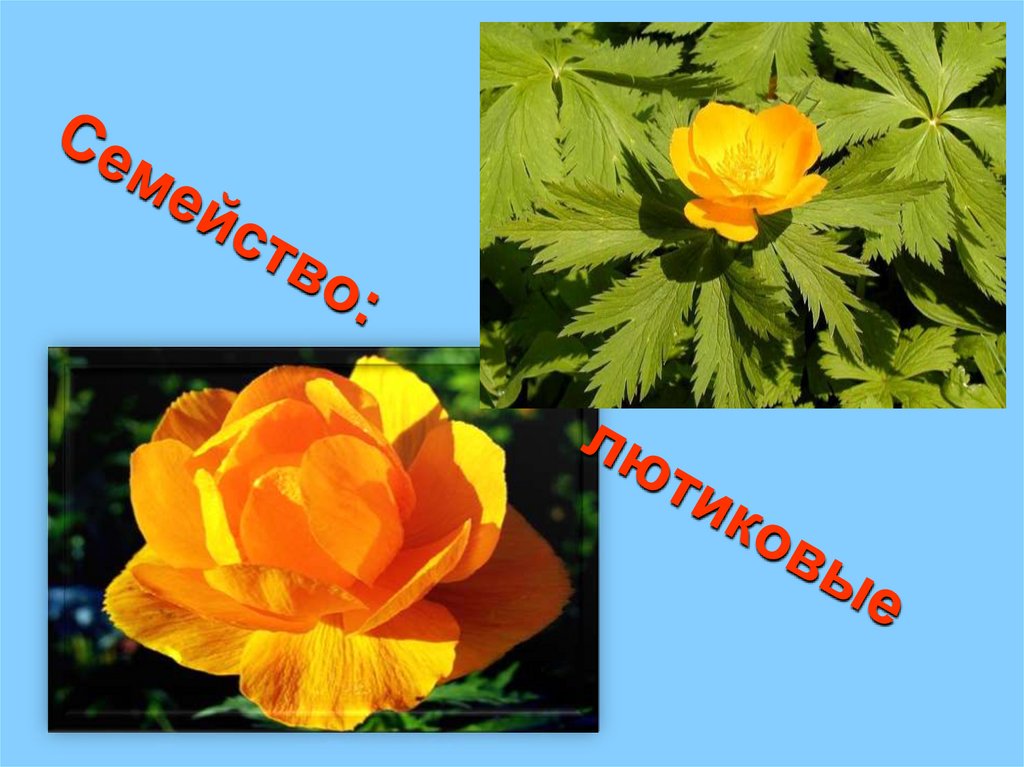 Семейство: лютиковые