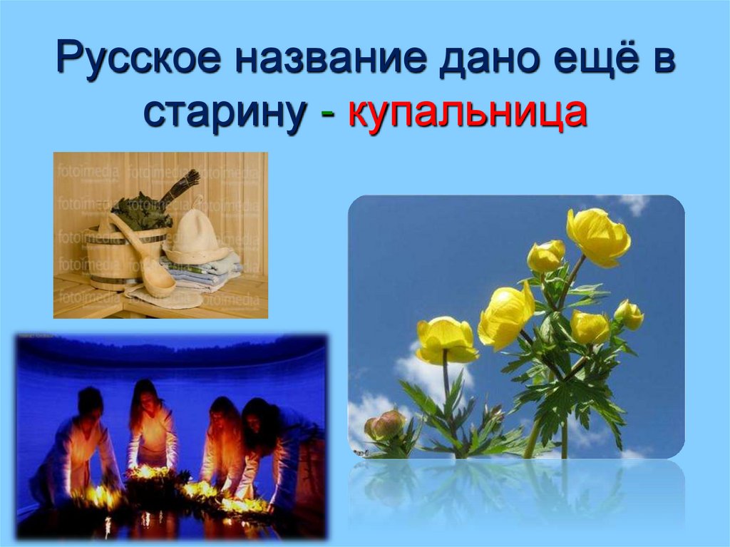 Русское название дано ещё в старину - купальница