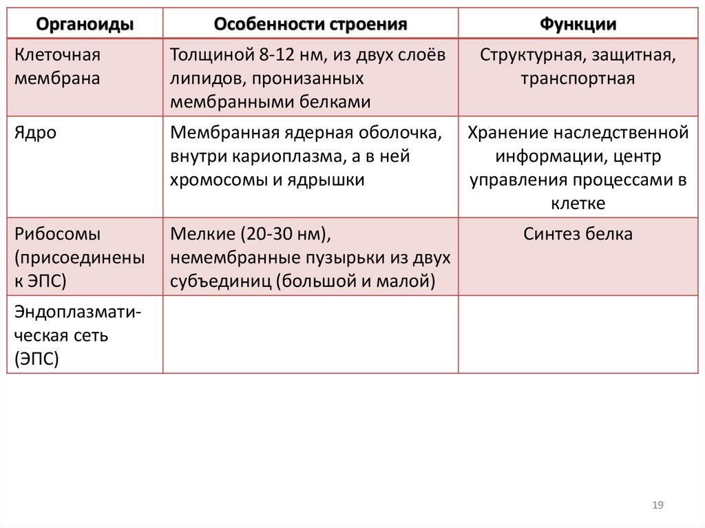 Цитоплазма