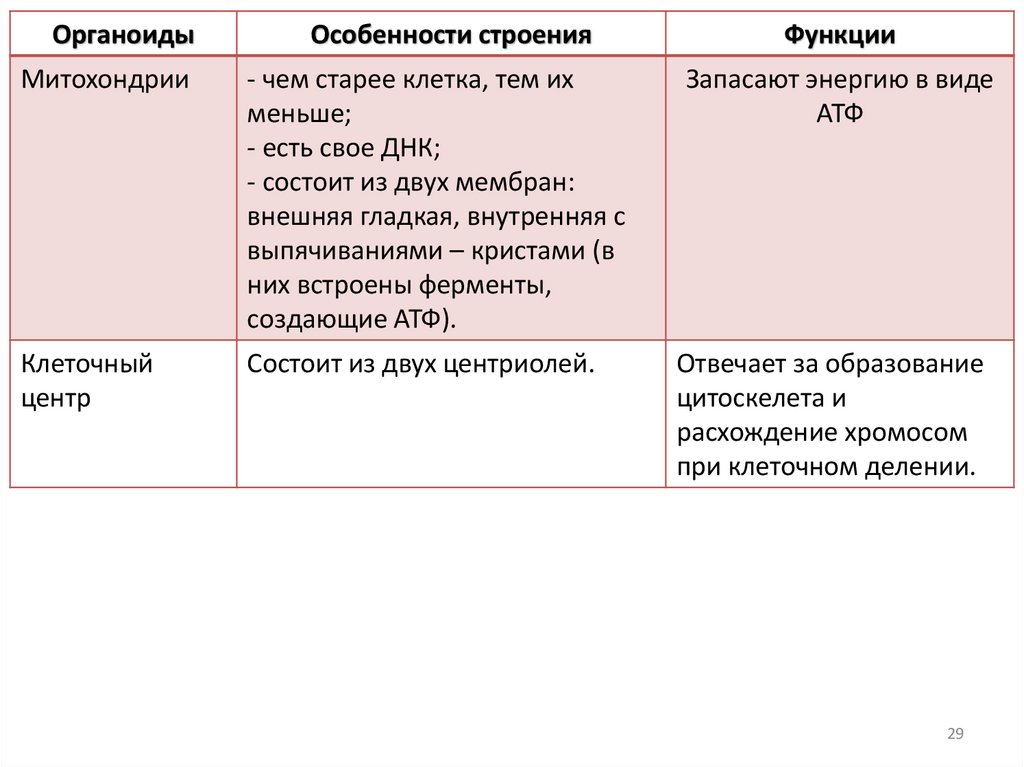 Митохондрии