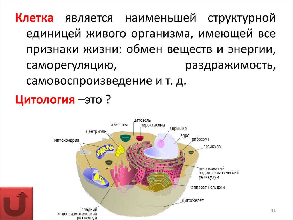 Функции воды