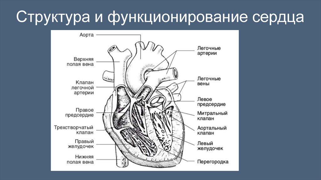Структура и функционирование сердца