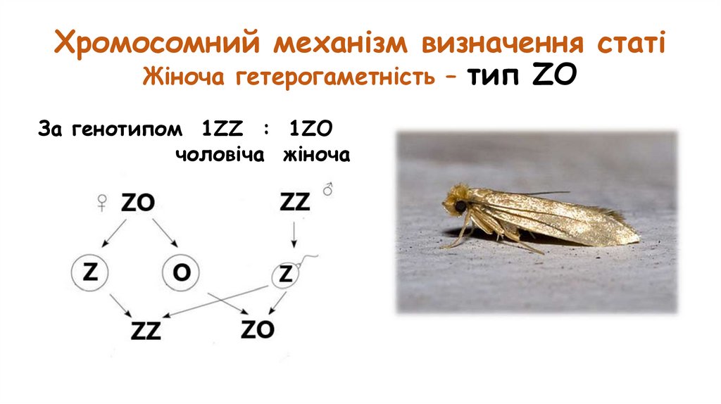 Хромосомний механізм визначення статі Жіноча гетерогаметність – тип ZO