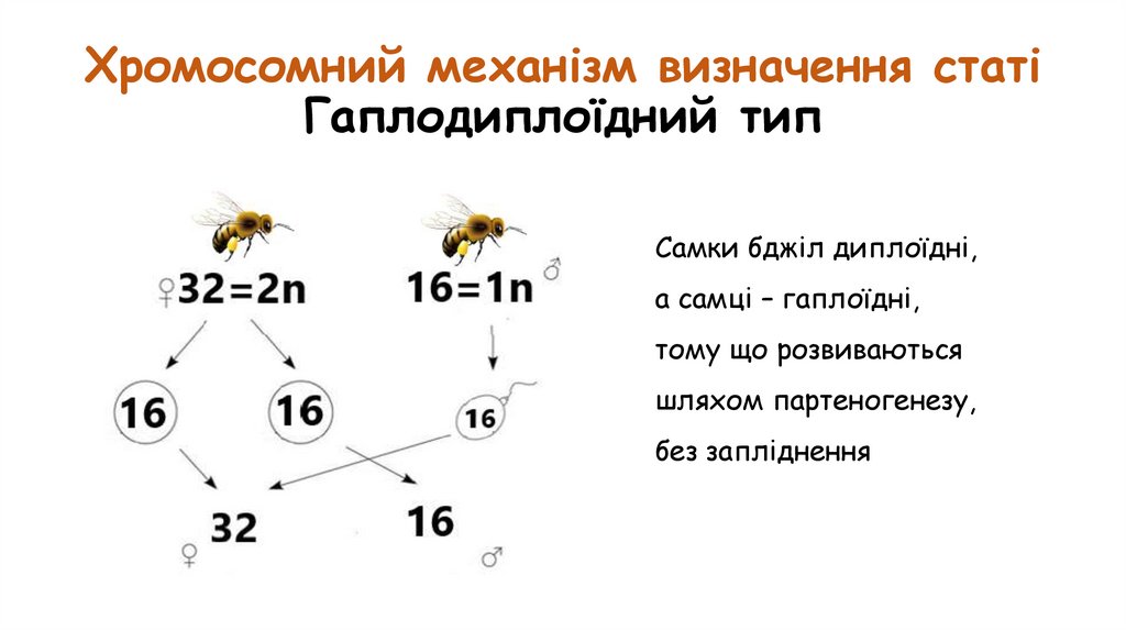Хромосомний механізм визначення статі Гаплодиплоїдний тип
