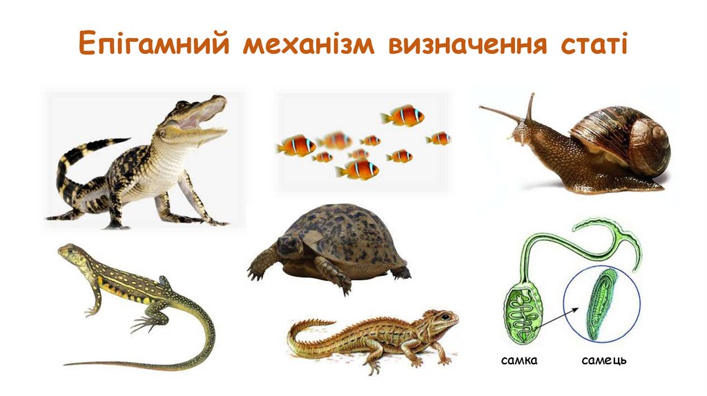 Епігамний механізм визначення статі