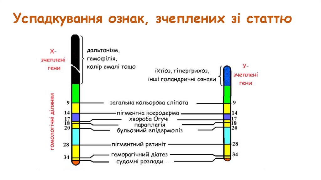 Успадкування ознак, зчеплених зі статтю