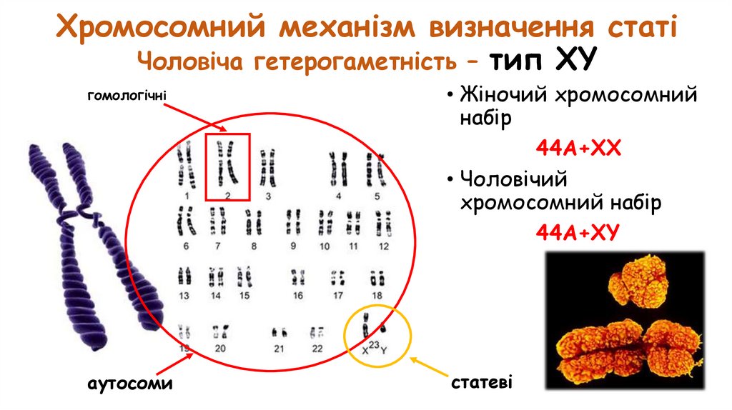 Хромосомний механізм визначення статі Чоловіча гетерогаметність – тип XY
