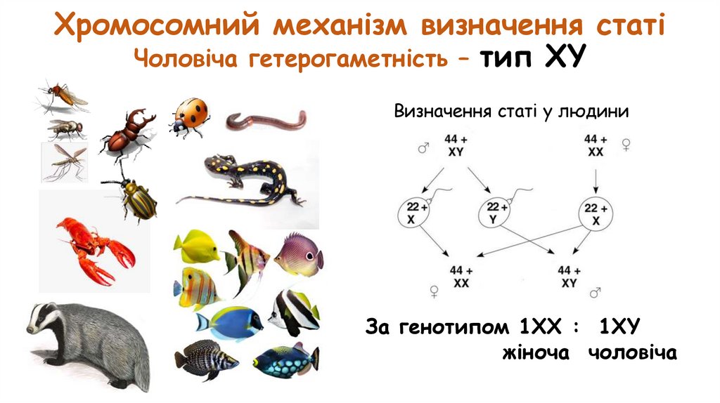 Хромосомний механізм визначення статі Чоловіча гетерогаметність – тип XY