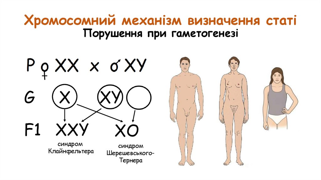 Хромосомний механізм визначення статі Порушення при гаметогенезі