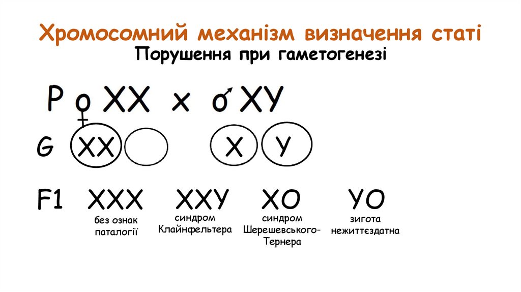 Хромосомний механізм визначення статі Порушення при гаметогенезі