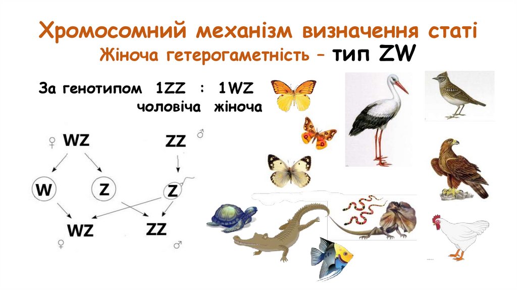 Хромосомний механізм визначення статі Жіноча гетерогаметність – тип ZW