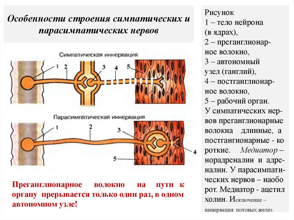 Особенности строения симпатических и парасимпатических нервов