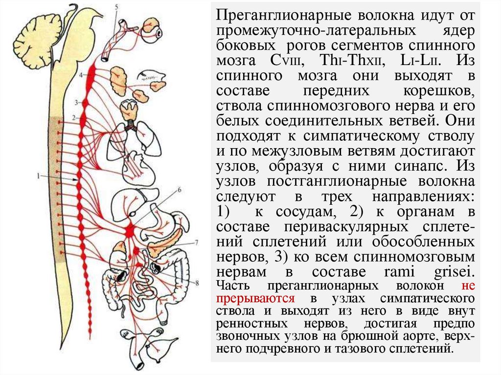 Преганглионарные волокна идут от промежуточно-латеральных ядер боковых рогов сегментов спинного мозга CVIII, ThI-ThXII, LI-LII.