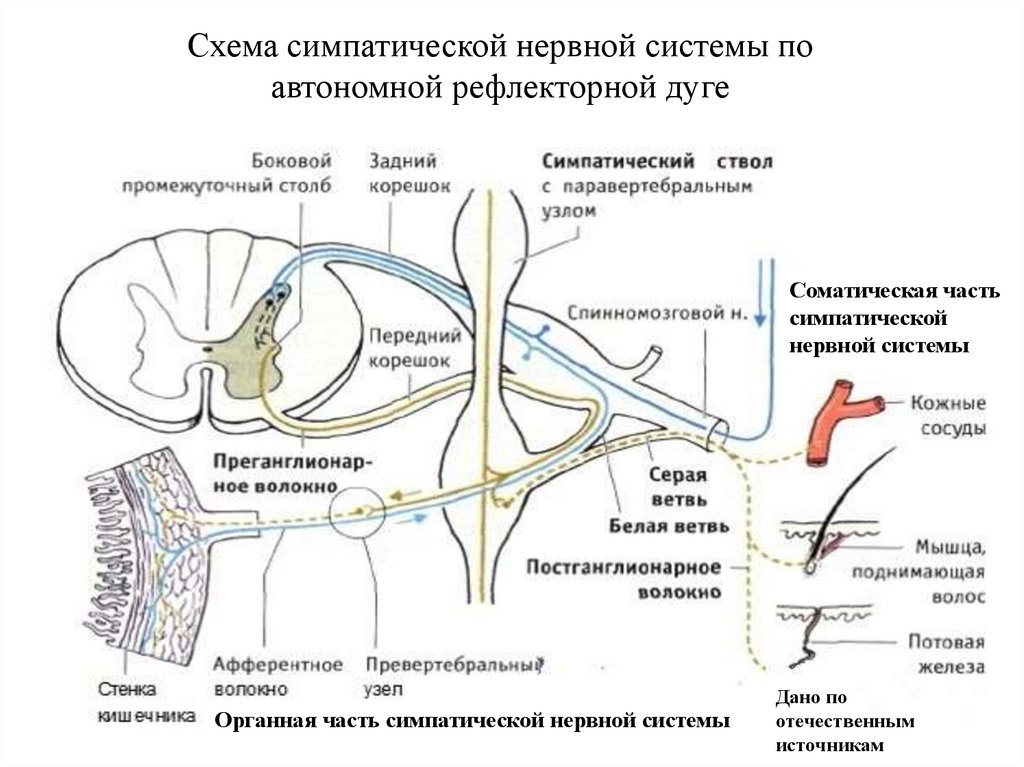 Схема симпатической нервной системы по автономной рефлекторной дуге