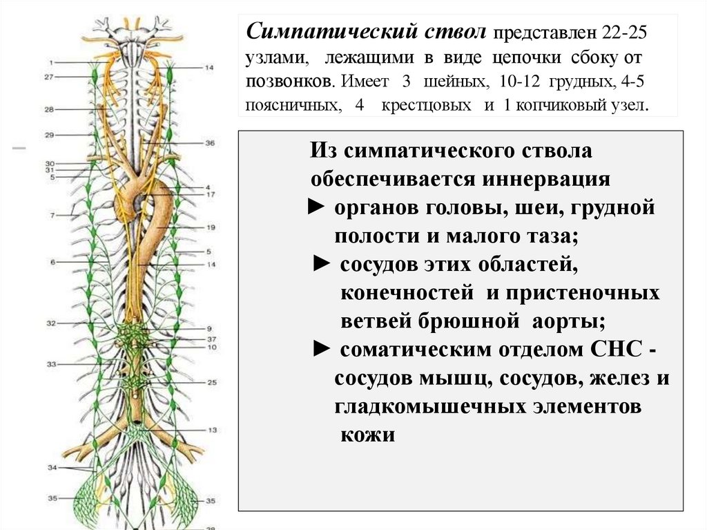 Симпатический ствол представлен 22-25 узлами, лежащими в виде цепочки сбоку от позвонков. Имеет 3 шейных, 10-12 грудных, 4-5