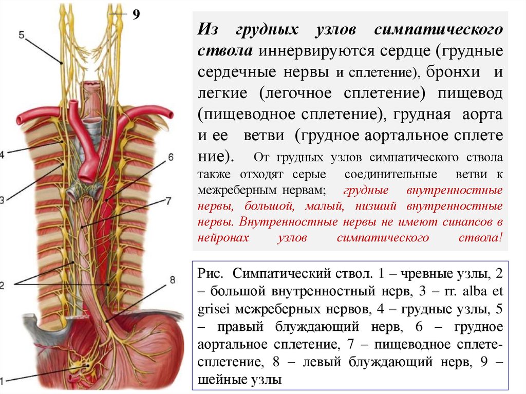 Из грудных узлов симпатического ствола иннервируются сердце (грудные сердечные нервы и сплетение), бронхи и легкие (легочное