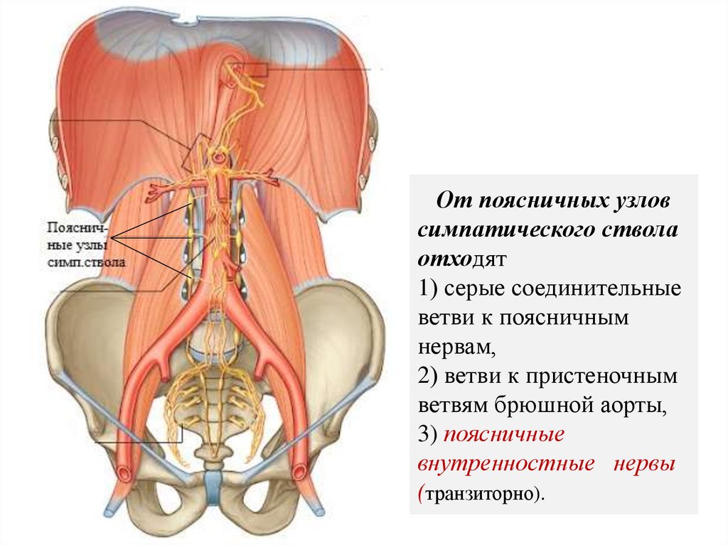 От поясничных узлов симпатического ствола отходят 1) серые соединительные ветви к поясничным нервам, 2) ветви к пристеночным