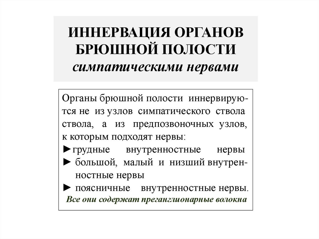 ИННЕРВАЦИЯ ОРГАНОВ БРЮШНОЙ ПОЛОСТИ симпатическими нервами
