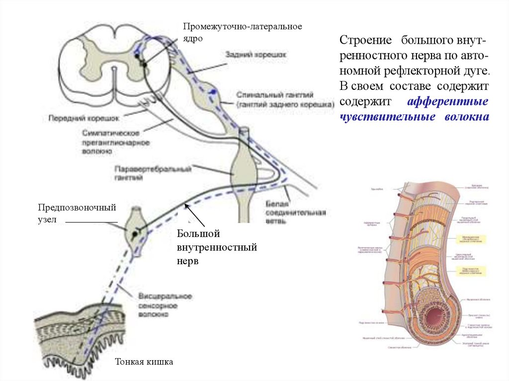 Строение большого внут- ренностного нерва по авто- номной рефлекторной дуге. В своем составе содержит содержит афферентные