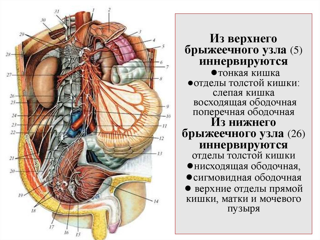 Из верхнего брыжеечного узла (5) иннервируются ●тонкая кишка ●отделы толстой кишки: слепая кишка восходящая ободочная
