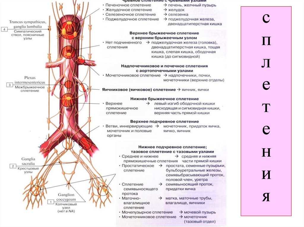 с п л е т е н и я