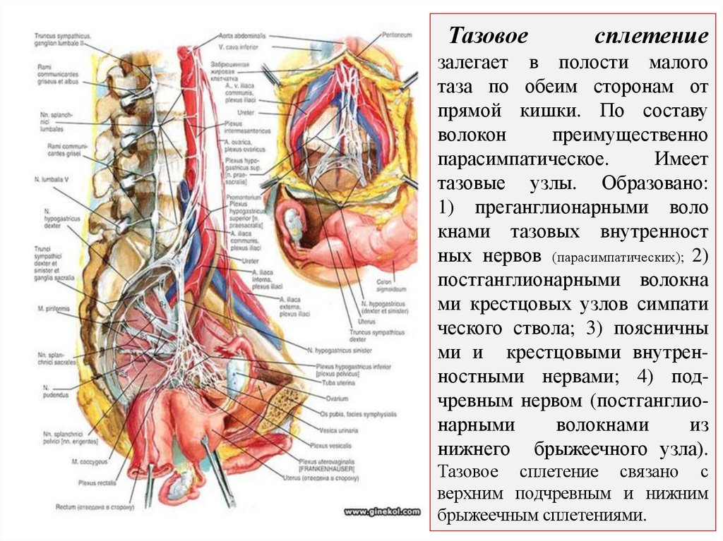 Тазовое сплетение залегает в полости малого таза по обеим сторонам от прямой кишки. По составу волокон преимущественно