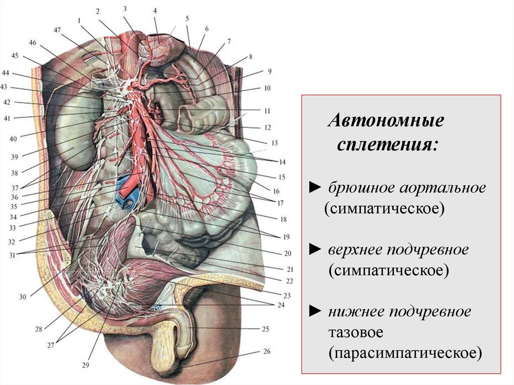 Автономные сплетения: ► брюшное аортальное (симпатическое) ► верхнее подчревное (симпатическое) ► нижнее подчревное тазовое