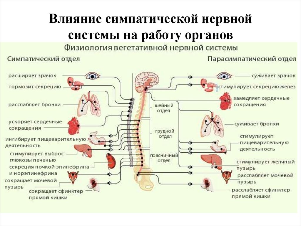 Влияние симпатической нервной системы на работу органов