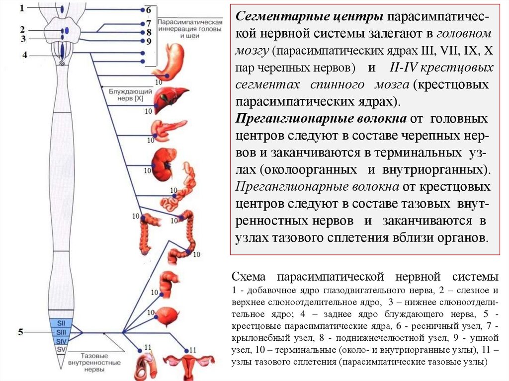 Схема парасимпатической нервной системы 1 - добавочное ядро глазодвигательного нерва, 2 – слезное и верхнее слюноотделительное