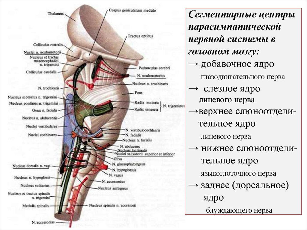 Сегментарные центры парасимпатической нервной системы в головном мозгу: → добавочное ядро глазодвигательного нерва → слезное