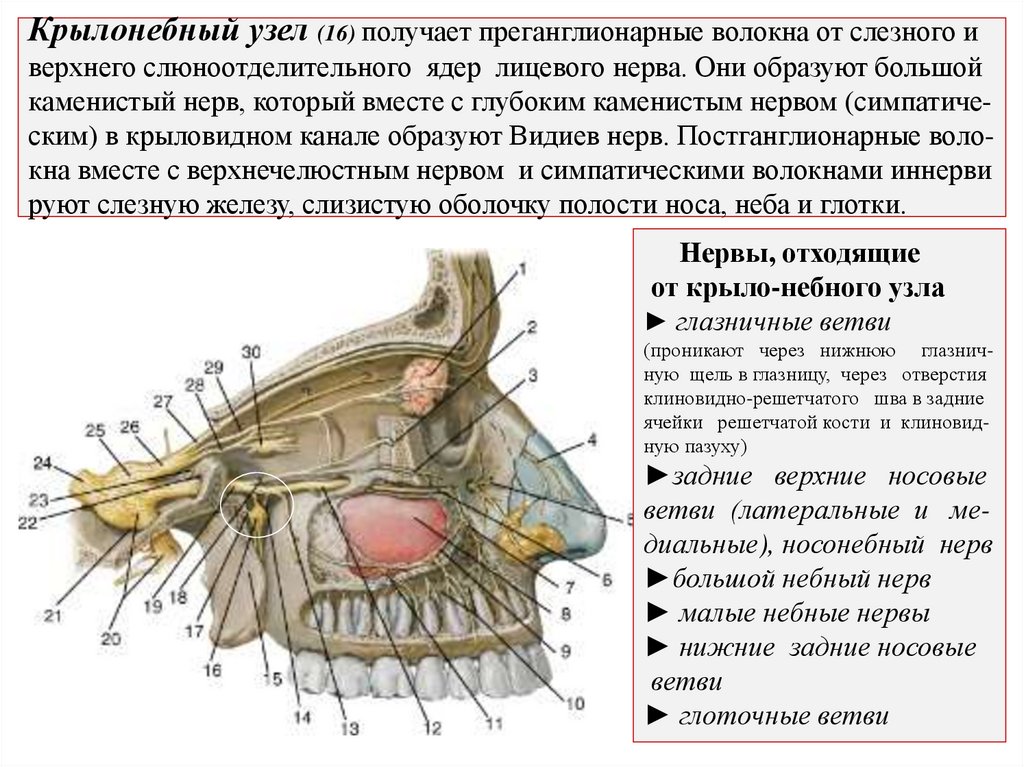 Крылонебный узел (16) получает преганглионарные волокна от слезного и верхнего слюноотделительного ядер лицевого нерва. Они