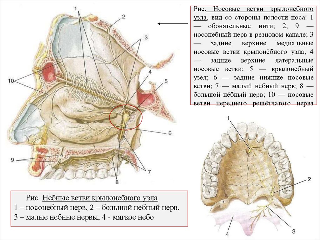 Рис. Носовые ветви крылонёбного узла, вид со стороны полости носа: 1 — обонятельные нити; 2, 9 — носонёбный нерв в резцовом