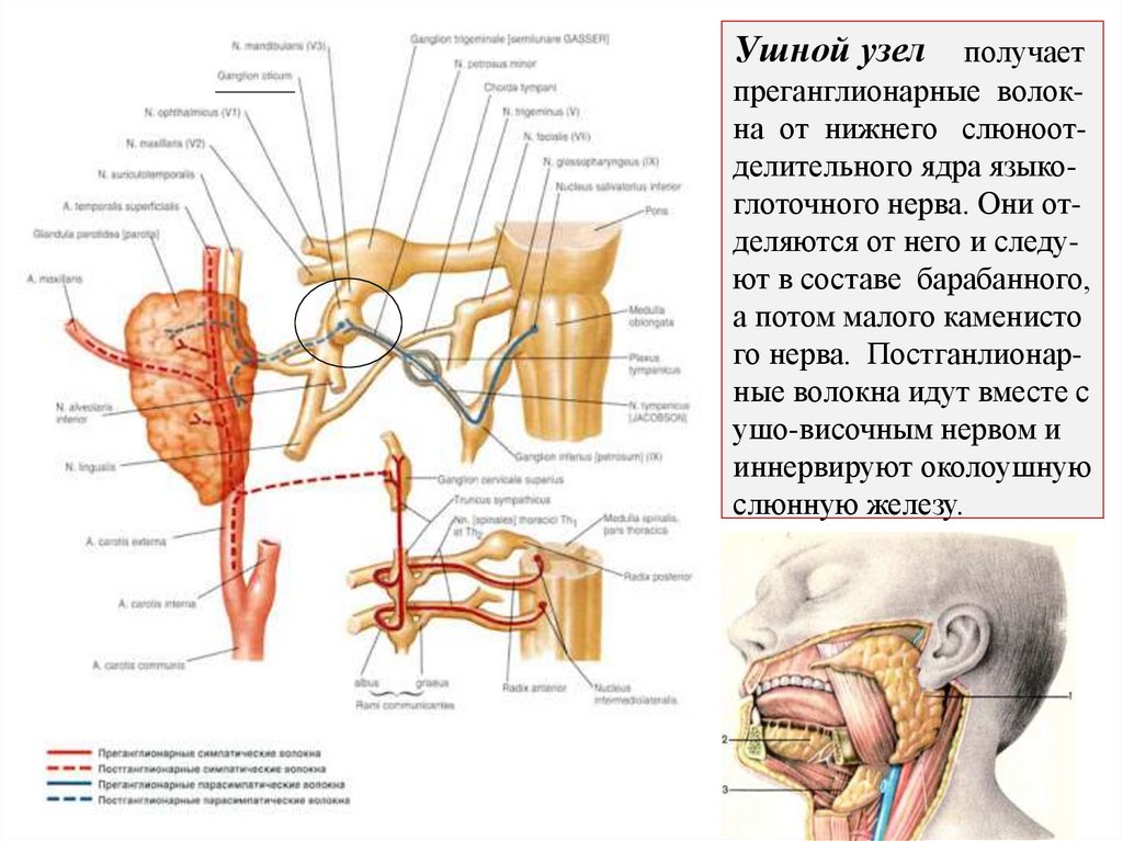 Ушной узел получает преганглионарные волок- на от нижнего слюноот- делительного ядра языко- глоточного нерва. Они от- деляются