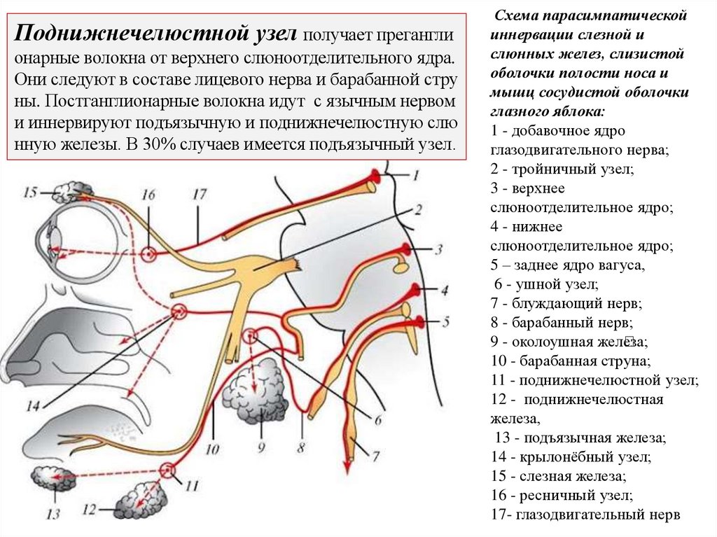 Схема парасимпатической иннервации слезной и слюнных желез, слизистой оболочки полости носа и мышц сосудистой оболочки глазного