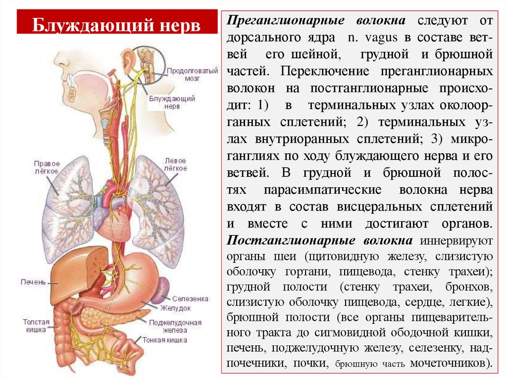 Преганглионарные волокна следуют от дорсального ядра n. vagus в составе вет- вей его шейной, грудной и брюшной частей.