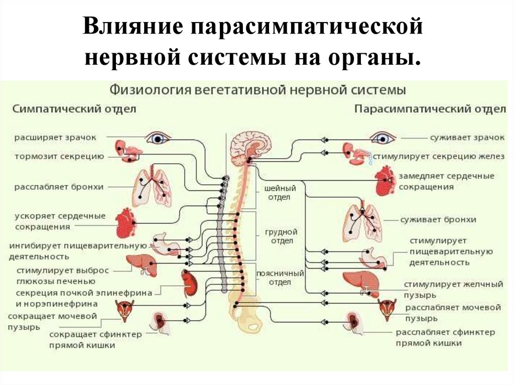 Влияние парасимпатической нервной системы на органы.